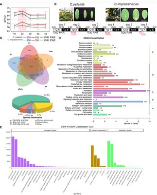 A comparative study on photosynthetic characteristics and flavonoid metabolism between Camellia petelotii (Merr.) Sealy and Camellia impressinervis Chang &Liang